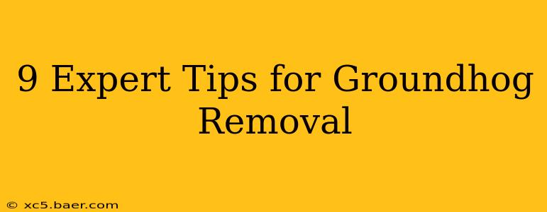 9 Expert Tips for Groundhog Removal