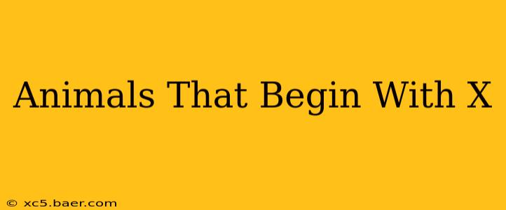 Animals That Begin With X