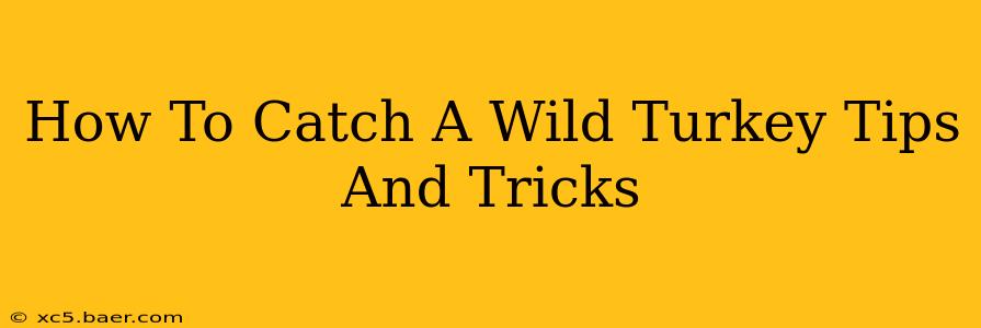How To Catch A Wild Turkey Tips And Tricks