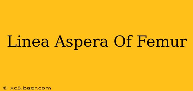 Linea Aspera Of Femur