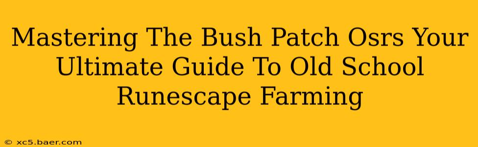 Mastering The Bush Patch Osrs Your Ultimate Guide To Old School Runescape Farming