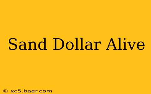 Sand Dollar Alive