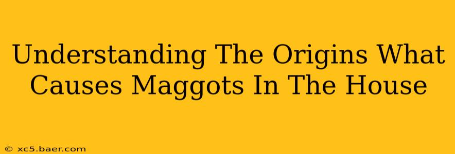 Understanding The Origins What Causes Maggots In The House
